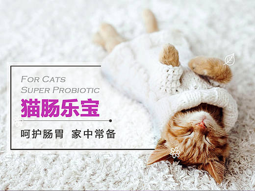 宠物营养品海报手机端