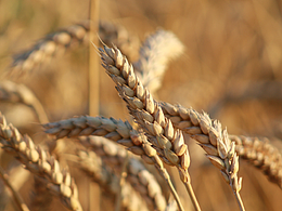 品牌提案——開心豬扒包