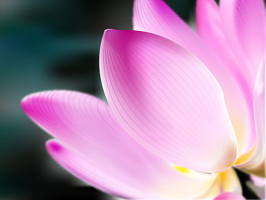 花卉藕荷手绘静物   AI矢量源文件