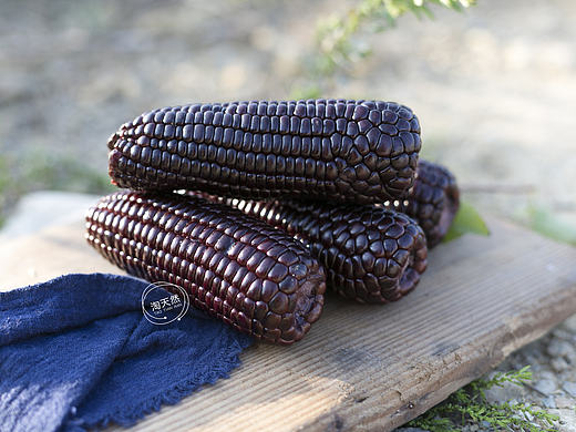 冬日里的黑玉米