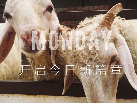 羊羊羊咩～