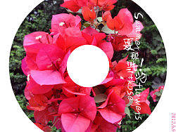 夏，那些花
