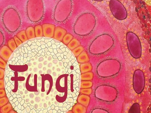 Fungi—美丽的菌类