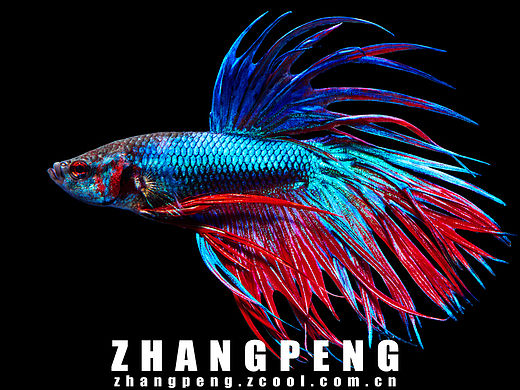 斗鱼－摄影师张鹏