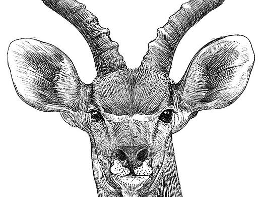 濒危动物之藏羚羊~