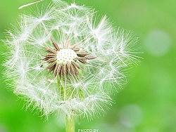 山野里的蒲公英