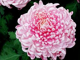 秋菊盛开