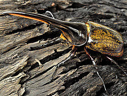 我的宠物全家福