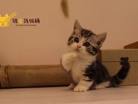 萌掉糖的妹妹（个人主页-ZMzI0Njg0NDA=） - 宠物摄影 - 站酷设计师镀金陈饭桶的猫原创素材 - 站酷ZCOOL