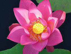 桃子湖畔的荷花（个人主页-ZMjQ4NTc3Ng==） - 风光摄影 - 站酷设计师壹枚Design原创素材 - 站酷ZCOOL