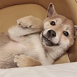 暮色54的头像