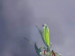 百合花