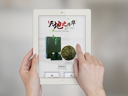 望海茶绿茶白茶详情