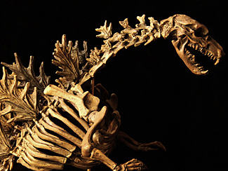 狼先生GK涂装作品（笔涂）| Godzilla Skeleton