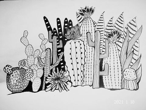 手绘Day5:仙人掌