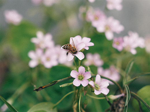 远山摄 | 一些关于花的瞬间