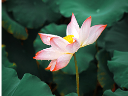 曲苑风荷