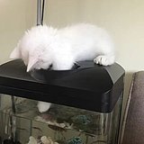 浅浅月儿的头像