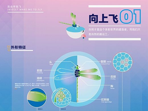 毕业设计-【昆虫带我飞】-信息可视化海报＃青春答卷2015＃