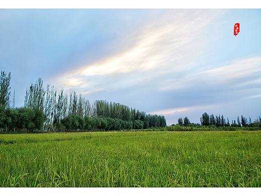 新疆水稻田风景