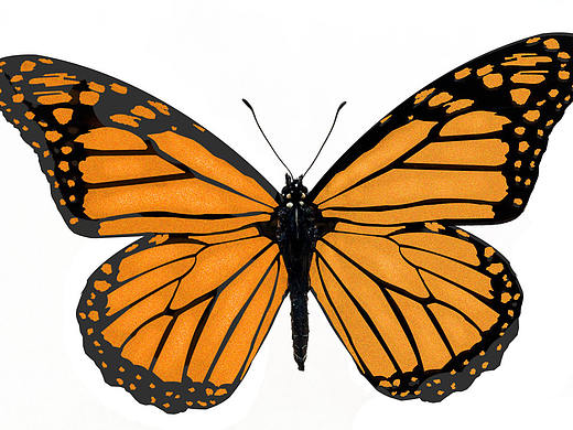 蝴蝶（個人主頁-ZMjEyMTg1MDQ=） - 創(chuàng)作習作 - 站酷設計師亦是完美原創(chuàng)素材 - 站酷ZCOOL