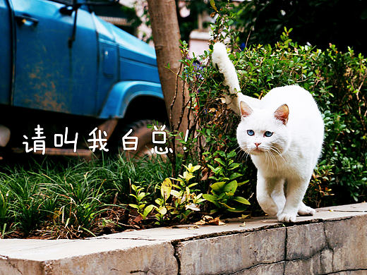 白总写真 - 第三季