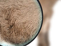 放大鏡效果（個(gè)人主頁(yè)-ZMTU1MjE1NDA=） - 其他 - 站酷設(shè)計(jì)師瘋駱駝原創(chuàng)素材 - 站酷ZCOOL