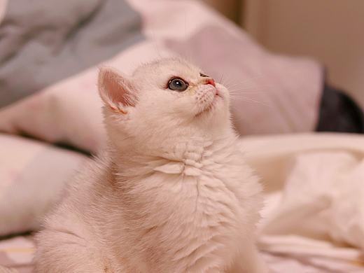 猫（个人主页-ZNDY0OTE1OTY=） - 宠物摄影 - 站酷设计师娟子小姐原创素材 - 站酷ZCOOL