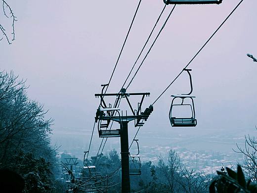 岳麓山上的雾松