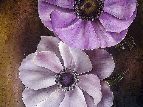 花卉插画习作3（个人主页-ZNDk2MDg3NzY=） - 创作习作 - 站酷设计师FridaLv原创素材 - 站酷ZCOOL