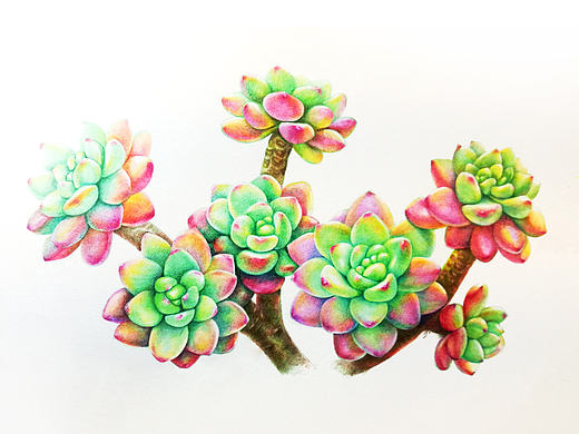 原创作品--多肉植物