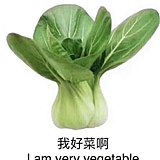 一ke菜头的头像