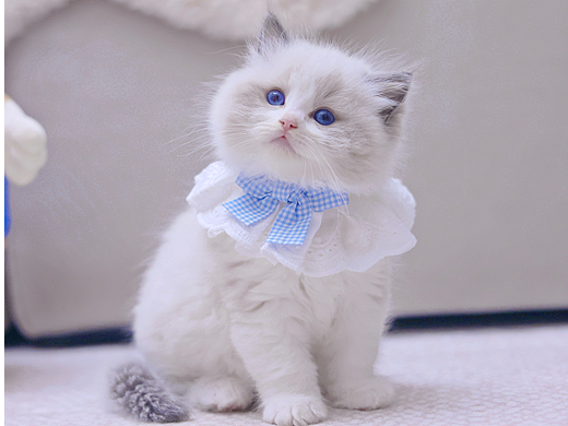 鏡頭下的小布偶貓~（個(gè)人主頁-ZNjg1NDc0ODA=） - 寵物攝影 - 站酷設(shè)計(jì)師夏夏大西瓜原創(chuàng)素材 - 站酷ZCOOL