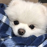 贺屿的头像