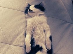 爱睡觉的猫咪妙妙