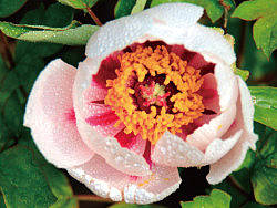 一花一草一葉一世界（個人主頁-ZMTk5MTc1Mg==） - 風光攝影 - 站酷設(shè)計師奇鵬原創(chuàng)素材 - 站酷ZCOOL