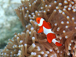 Mataking&nbsp;Island（Malaysia）马达京岛