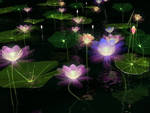 池塘荷花夜景