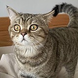 逗本的头像