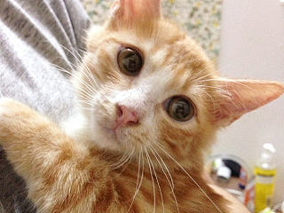 会长大的幸福猫