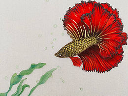 工筆畫斗魚