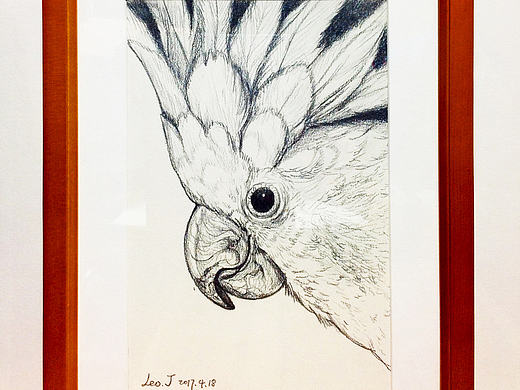 小葵花凤头鹦鹉