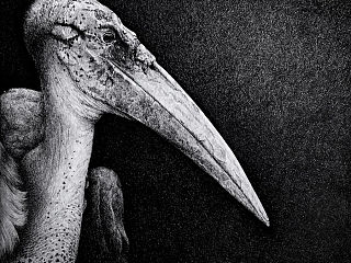 写实钢笔画
