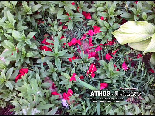 春天来了,花儿开了。