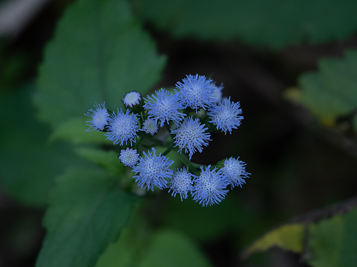 路边野花