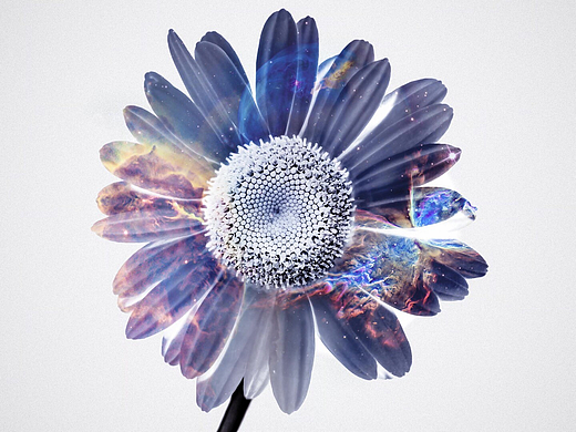 春日里美丽的花儿动态Mac壁纸