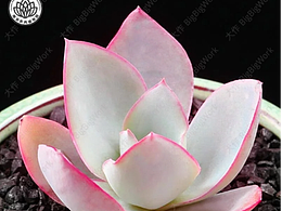 多肉仿生蘸料碟