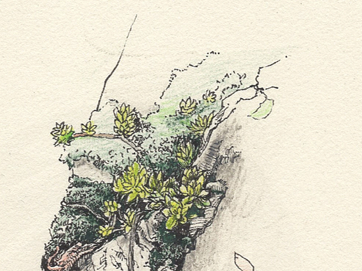 手绘的一些植物