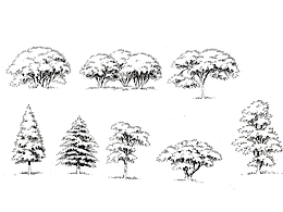 景觀設(shè)計(jì)單體植物線稿圖