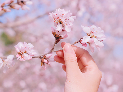 粉色调与桃花 | 桃花灼灼 粉色绵绵